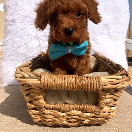 Poodle Puppies from Premier Poodle