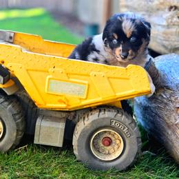 Grimm - Blue merle male Australian Shepherd puppy in Salem, Oregon from Steady Aim Aussies