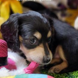 Nessie (Dapple Mc) (AKC and CKC registration invluded) - Black and cream female Dachshund puppy in Terlton, Oklahoma from CLARK'S BREEDING PROGRAM