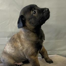Boy 2 - Fawn sable Belgian Malinois puppy in Franklin County, Missouri from Tomy K9 Support Services