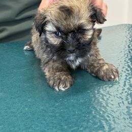 Boy 1 - Red gold male Lhasa Apso puppy in Charlotte, North Carolina from Toy Poodle and Maltese Perfection