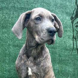 Dachshunds and Great Danes from Southern Barron Danes & Dachshunds