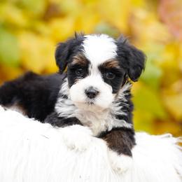 Pistachio - Tri-color male Bernedoodle puppy in Spokane, Washington from Lilac City Doodles