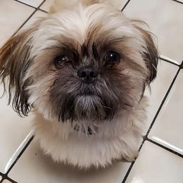 Shih Tzus from Judy Menzel's Shih Tzu Puppies
