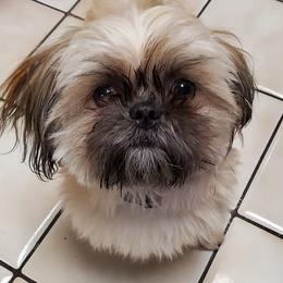Shih Tzus from Judy Menzel's Shih Tzu Puppies