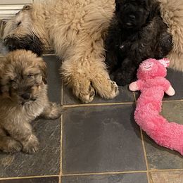 Bouvier des Flandres Puppies from Julie Smith