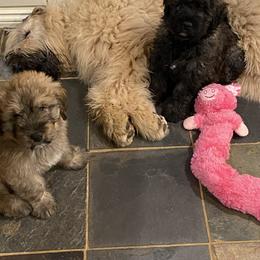 Bouvier des Flandres Puppies from Julie Smith