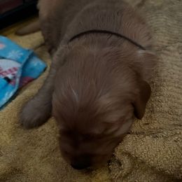 Brown - Golden male Golden Retriever puppy in Stratton, Colorado from Anam Cara Retrievers