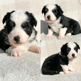 Black tri male - Black tri male Toy Australian Shepherd puppy in Brooker, Florida from Honey, I Shrunk the Aussies