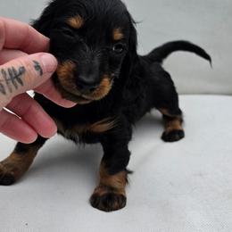 The Cheshire Cat- Alice in Wonderland Theme Litter. - Blue and tan female Dachshund puppy in Woodland, Washington from SJs Dachshunds