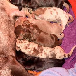Dachshund Puppies from CasadeWeens