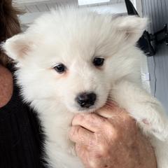 Jupiter - White male American Eskimo Dog puppy in El Cajon, California from Sesi’s Legacy Kennels