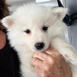 Jupiter - White male American Eskimo Dog puppy in El Cajon, California from Sesi’s Legacy Kennels
