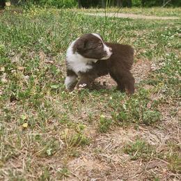 Flare - Red tri-color female Australian Shepherd puppy in Bumpass, Virginia from Glitterati Australian Shepherds
