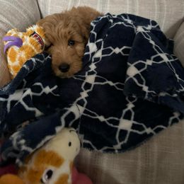 Goldendoodle Puppies from Mini Goldendoodles of New England