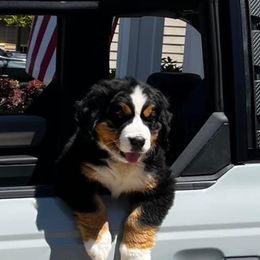 Bernese Mountain Dog Puppies from Faith’s Bernese
