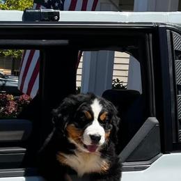 Bernese Mountain Dog Puppies from Faith’s Bernese
