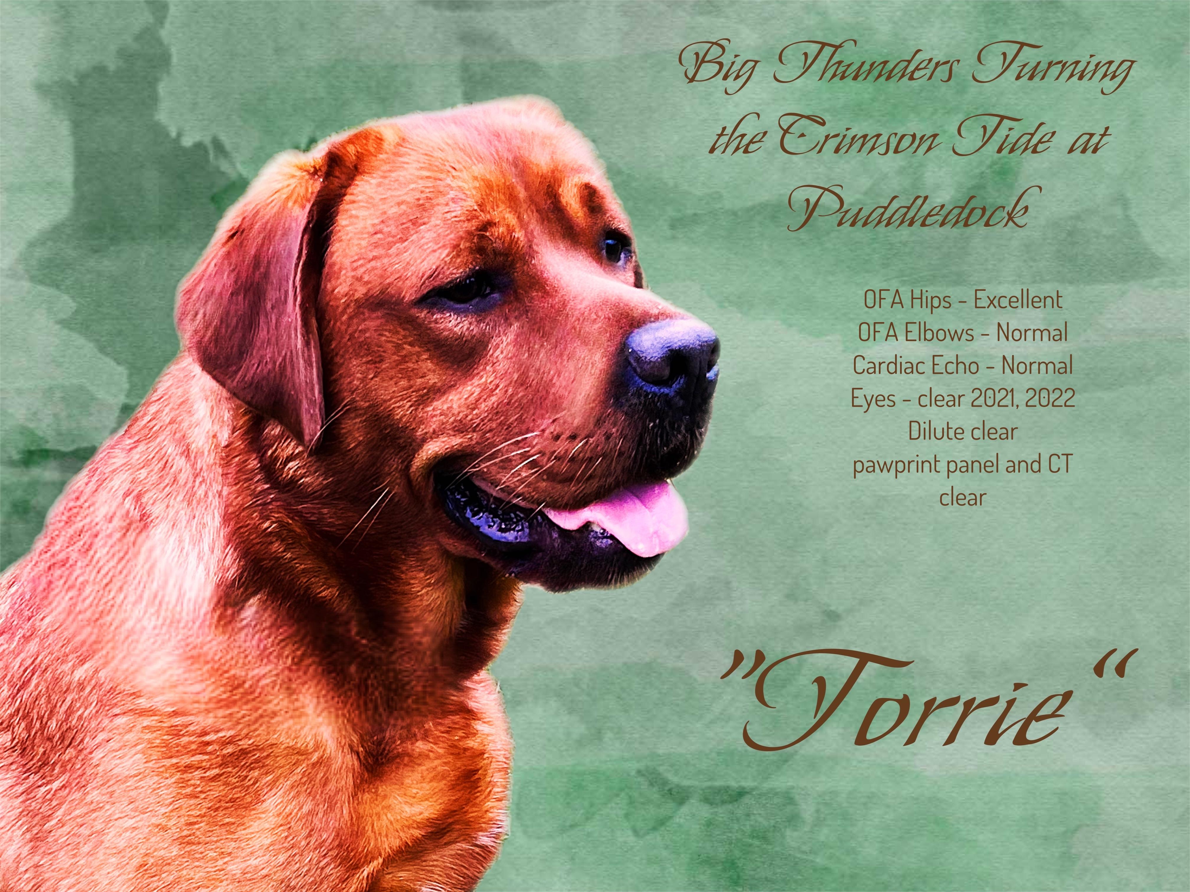 Torrent