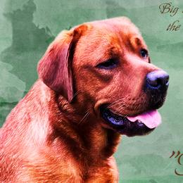 Torrent - Labrador Retriever