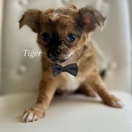 Tiger - Black sabled fawn male Chihuahua puppy in Burleson, Texas from Luxe Paradise House of Chi