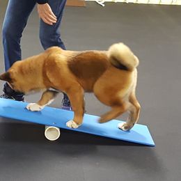 Akita Puppies from Mayoke Akitas