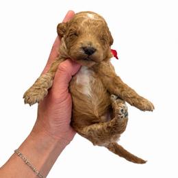 Red Boy - Apricot male Goldendoodle puppy in Hot Springs, Arkansas from Hot Springs Kennels