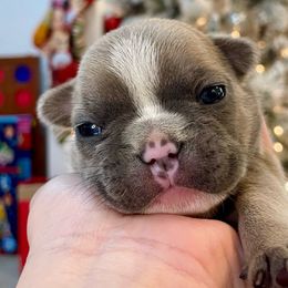 Girl 2 - French Bulldog puppy in Jacksonville, Florida from Home Grown Frenchies