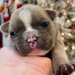 Girl 2 - French Bulldog puppy in Jacksonville, Florida from Home Grown Frenchies