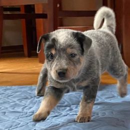 Australian Cattle Dogs from Back Country Cattle dogs
