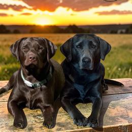 Dilute Retriever puppies from 12 Door Farm Labradors