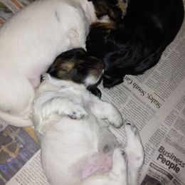 Dachshund Puppies from LDC Farms