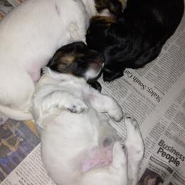 Dachshund Puppies from LDC Farms