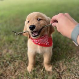 Golden Retriever Puppies from Shupe’s Sweet Southern Goldens