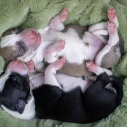 Border Collie, Papillon, Sporty Mix, and Whippet Puppies from Old Hemp Border Collies / Open Horizon Sport Dogs