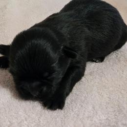 Baby girl, dark brown  lil larger - Black and tan female Shih Tzu puppy in Roanoke, Virginia from Adeline Joys Shih tzus of Roanoke Virginia