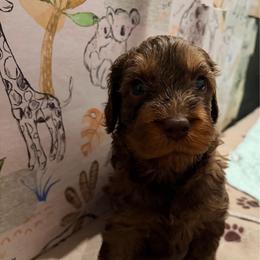 Chiller - Tri-color male Australian Labradoodle puppy in Alamo, Texas from QuiSal Labradoodles