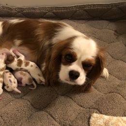 Luna - Cavalier King Charles Spaniel