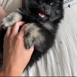 Pomeranian Puppies from Candy Shop Poms