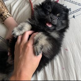 Pomeranian Puppies from Candy Shop Poms