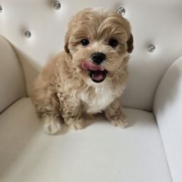 Katie - Apricot female Maltipoo puppy in Washington from Mt.BakerPoodles&Doodles