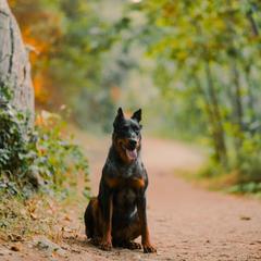Beaucerons from Feu des Étoiles