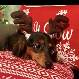 Daisy - Dachshund