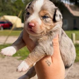 River ASDR - Blue merle male Toy Australian Shepherd puppy in Polk City, Florida from Skaky Shepherds