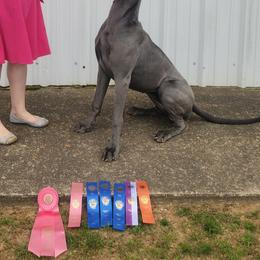Great Dane Puppies from Lazy A Danes