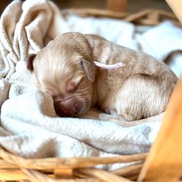 Pumpkin - Cream female Goldendoodle puppy in Beech Bluff, Tennessee from White Oak Kennel