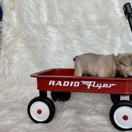 French Bulldog Puppies from Cuddlebug Frenchies