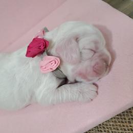Cocker Spaniel Puppies from Chloe's Cocker Spaniels