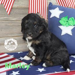 Marley - Phantom male Bernedoodle puppy in Heyworth, Illinois from Cobble Creek Puppies