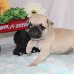 Kingsley - Fawn male Pug puppy in Morton, Illinois from Dream on puppies