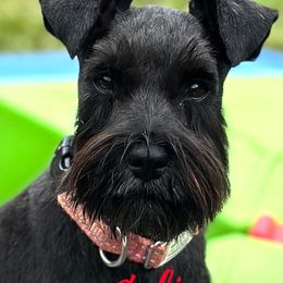 Girl 2 AKC - Black and silver female Miniature Schnauzer puppy in Pelzer, South Carolina from Schnauzer Heaven Von Longbach